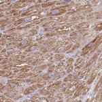 PDHA2 Antibody in Immunohistochemistry (Paraffin) (IHC (P))