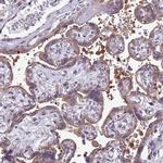 RASD1 Antibody in Immunohistochemistry (Paraffin) (IHC (P))