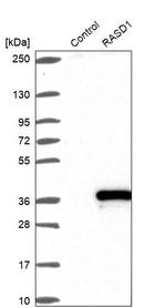RASD1 Antibody in Western Blot (WB)
