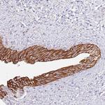 CCDC149 Polyclonal Antibody