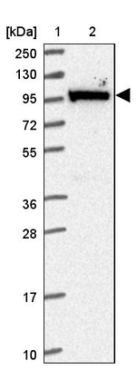 MOCOS Antibody in Western Blot (WB)