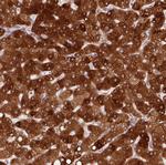 REEP6 Antibody in Immunohistochemistry (Paraffin) (IHC (P))