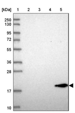 REEP6 Antibody in Western Blot (WB)