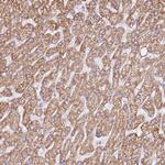 ZNF584 Polyclonal Antibody