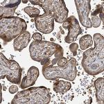 STARD4 Polyclonal Antibody