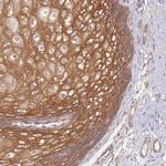 WDR93 Polyclonal Antibody