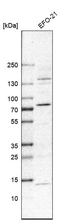 TDE1 Antibody in Western Blot (WB)