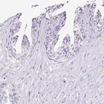 PRR15 Antibody in Immunohistochemistry (IHC)