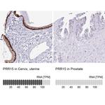 PRR15 Antibody