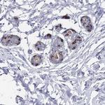 TMCO3 Antibody in Immunohistochemistry (Paraffin) (IHC (P))