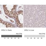 SPDL1 Antibody