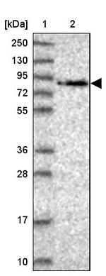 WDR70 Antibody in Western Blot (WB)