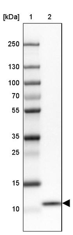 COX17 Antibody in Western Blot (WB)