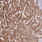 FAM124A Antibody in Immunohistochemistry (Paraffin) (IHC (P))