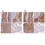 DAK Polyclonal Antibody