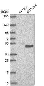 CCDC68 Antibody in Western Blot (WB)
