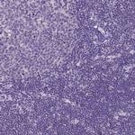 DHRS11 Antibody in Immunohistochemistry (IHC)