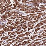 GAS8 Polyclonal Antibody