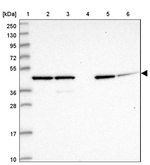 GAS8 Antibody in Western Blot (WB)