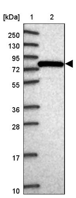 GGA1 Antibody in Western Blot (WB)