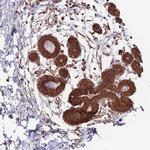 ALS2CL Polyclonal Antibody