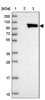 ALS2CL Antibody in Western Blot (WB)