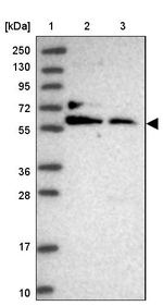 MAZ Antibody in Western Blot (WB)