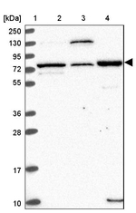 EDEM2 Antibody in Western Blot (WB)