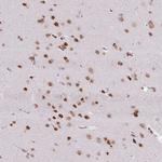 SELH Antibody in Immunohistochemistry (Paraffin) (IHC (P))