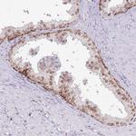 SELH Antibody in Immunohistochemistry (Paraffin) (IHC (P))