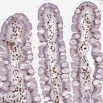 SELH Antibody in Immunohistochemistry (Paraffin) (IHC (P))