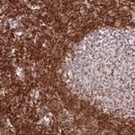 SELH Antibody in Immunohistochemistry (Paraffin) (IHC (P))