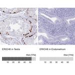 ERICH6 Antibody in Immunohistochemistry (IHC)