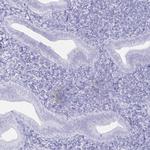 ERICH6 Antibody in Immunohistochemistry (IHC)