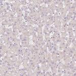 HERC2 Antibody in Immunohistochemistry (Paraffin) (IHC (P))