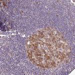 HERC2 Antibody in Immunohistochemistry (Paraffin) (IHC (P))