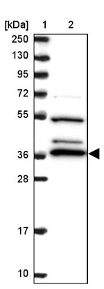 BPNT1 Antibody in Western Blot (WB)