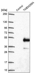 TMEM255A Antibody in Western Blot (WB)