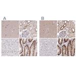 Nhe-1 Polyclonal Antibody