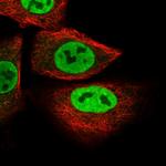 SUSD1 Polyclonal Antibody