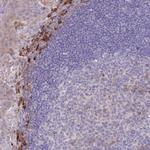 SUSD1 Antibody in Immunohistochemistry (Paraffin) (IHC (P))