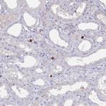 TMEM251 Antibody in Immunohistochemistry (Paraffin) (IHC (P))