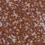 SPATA2 Antibody in Immunohistochemistry (Paraffin) (IHC (P))