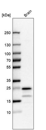 TMM35 Antibody in Western Blot (WB)