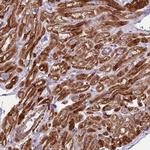 GAS2L3 Antibody in Immunohistochemistry (Paraffin) (IHC (P))