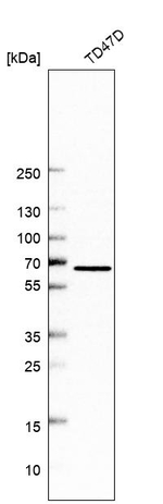 TMC4 Antibody in Western Blot (WB)