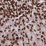 DEN2D Antibody in Immunohistochemistry (Paraffin) (IHC (P))