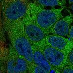 AAR2 Antibody in Immunocytochemistry (ICC/IF)