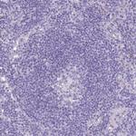 Acrosin Antibody in Immunohistochemistry (Paraffin) (IHC (P))