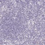 RFX1 Antibody in Immunohistochemistry (Paraffin) (IHC (P))